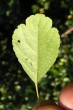 Crataegus monogyna (Common hawthorn) - underside