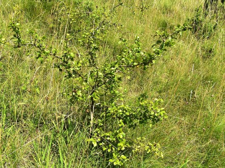 Crataegus monogyna (Common hawthorn) - Šútovská epigenesis, Slovakia, 480 m a.s.l. (7/2007)