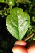Crataegus monogyna (Common hawthorn) - top side