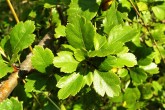 Crataegus laevigata (Common hawthorn) - twig with leaves
