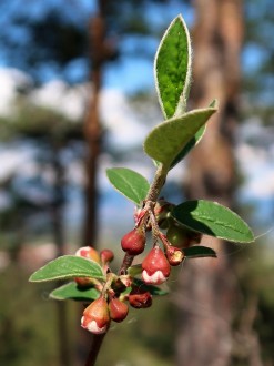 Cotoneaster melanocarpus (Black-fruited cotoneaster)