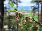 Cotoneaster melanocarpus (Black-fruited cotoneaster)