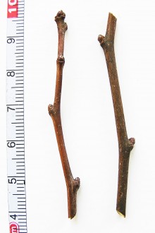 Crataegus monogyna (Hawthorn)