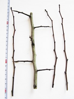 Crataegus monogyna (Hawthorn)