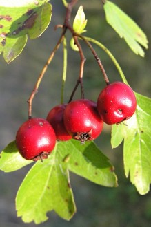 Crataegus monogyna (Hawthorn)