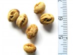 Crataegus monogyna (Hawthorn) - stones