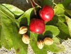 Crataegus monogyna (Hawthorn)