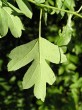 Crataegus monogyna (Hawthorn) - under side