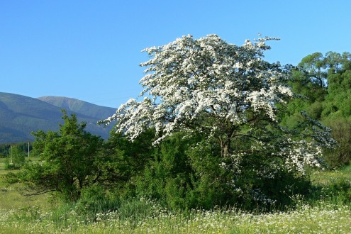 Crataegus monogyna (Hawthorn) - as a landscape element