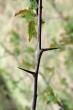 Crataegus monogyna (Hawthorn) - thorns