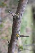 Crataegus monogyna (Hawthorn) - the bark