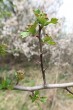 Crataegus monogyna (Hawthorn) - thorns