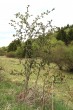 Crataegus monogyna (Hawthorn)
