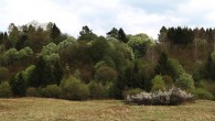 Padus avium - a decorative landscape element during flowering