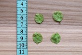 Ulmus minor (Field elm)