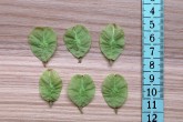 Ulmus glabra (Wych elm)