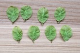 Ulmus glabra (Wych elm) - seeds on a substrate of Wych elm