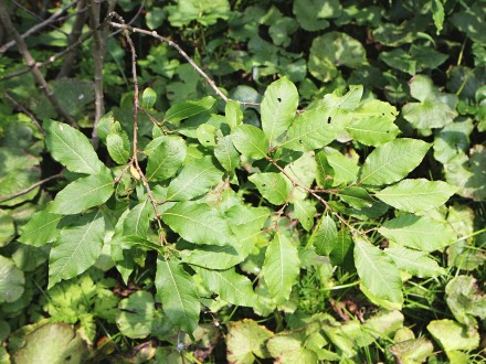 Salix hastata (Spear-leaved willow) - - twig with leaves