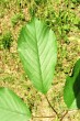 Cerasus avium (Wild cherry) - upper side