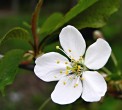 Cerasus avium (Wild cherry)
