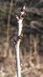 Cerasus avium (Wild cherry)