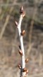 Cerasus avium (Wild cherry) - leaf buds