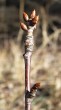 Cerasus avium (Wild cherry) - flower buds clustered at the end of a twig