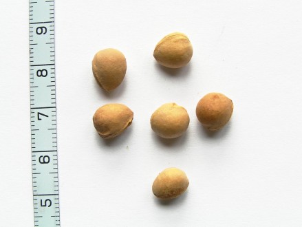 Cerasus avium (Wild cherry) - stones