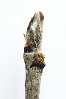 Sorbus aucuparia - terminal bud