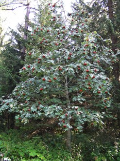Sorbus aucuparia