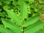 Sorbus aucuparia - top of a compound leaf (upper side)