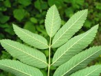 Sorbus aucuparia - top of a compound leaf (under side)