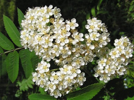 Sorbus aucuparia
