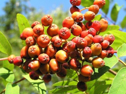 Sorbus aucuparia
