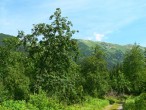 Sorbus aucuparia - Tichá valley, Western Tatras, Slovakia