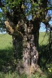 Malus sylvestris (European crab apple) - bork