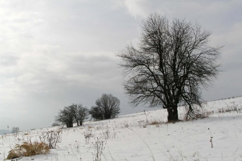 Malus sylvestris (European crab apple) - (2/2010)