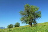 Malus sylvestris (European crab apple) - (5/2009)