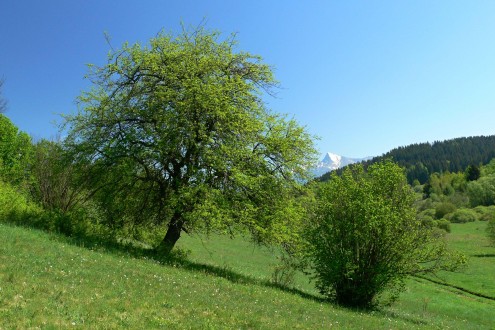Malus sylvestris (European crab apple)