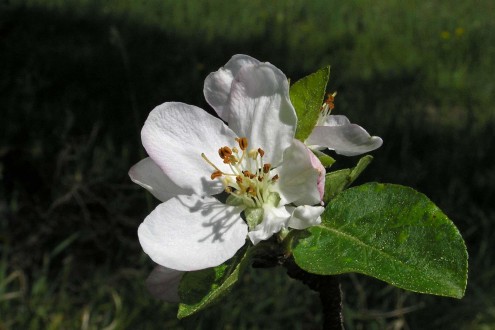 Malus sylvestris (European crab apple)
