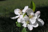 Malus sylvestris (European crab apple)
