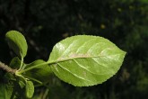 Malus sylvestris (European crab apple) - under side