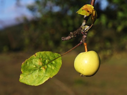 Malus sylvestris (European crab apple)