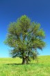 Malus sylvestris (European crab apple)