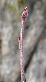 Malus sylvestris (European crab apple)