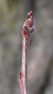 Malus sylvestris (European crab apple)