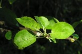 Malus sylvestris (European crab apple) - twig with the leaves