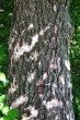 Pyrus pyraster (European wild pear) - bork