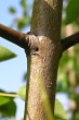 Pyrus pyraster (European wild pear) - bark