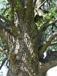 Pyrus pyraster (European wild pear) - bork